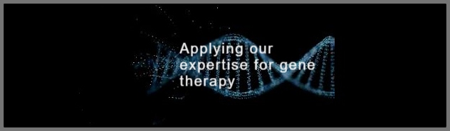 Luciferase Assay