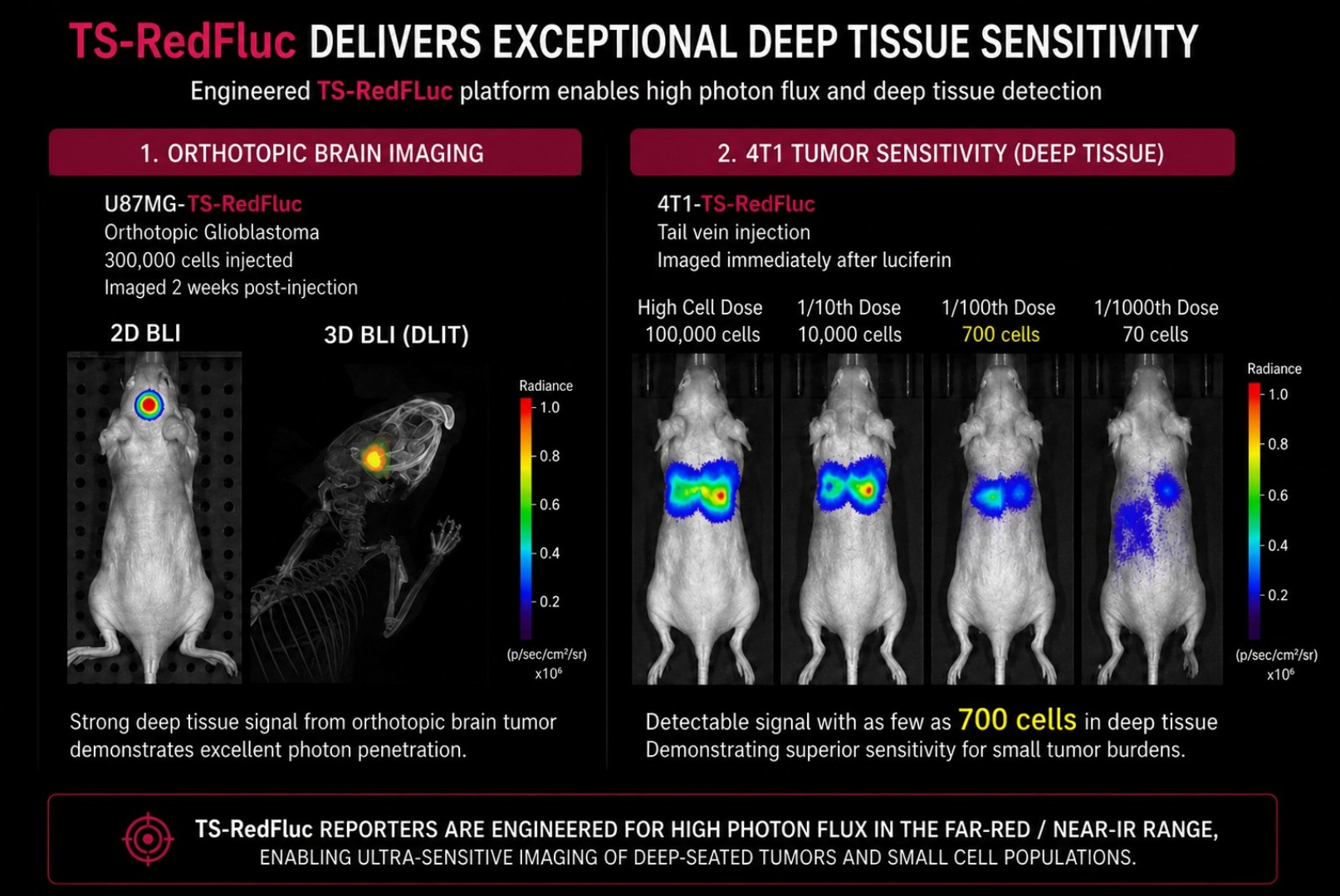 TS-RedFluc deep tissue sensitivity slide with orthotopic brain and 4T1 tumor imaging