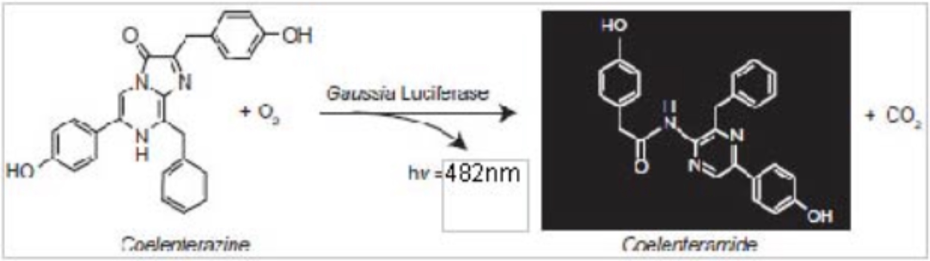 Photo-oxidation of coelenterazine catalyzed by Gaussia luciferase