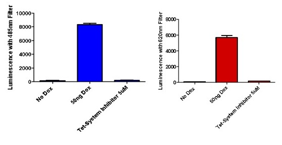 Chemical screening for DUX4 inhibitors in 293T-iDUX-GR cells
