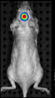 2D BLI Image