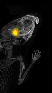 3D BLI Image
