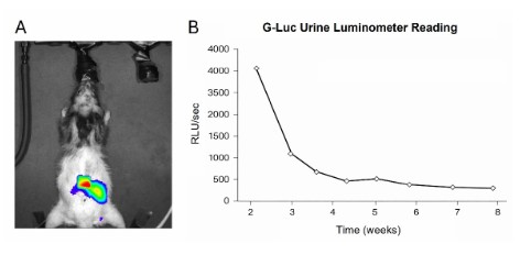 Stem Cell In Vivo Tracking