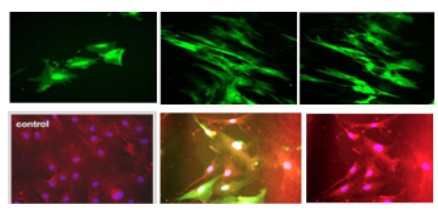 Stem Cell Differentiation Tracking